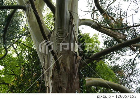 Large eucalyptus tree trunk with branches. 126057155