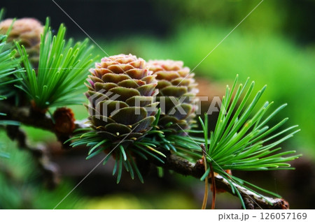 Pine branch with young cones close-up.  126057169