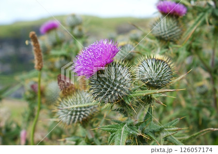 Thistle on the background of the sky. Thistle in bloom on a sunny day. 126057174