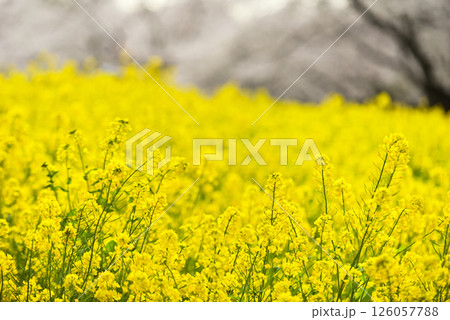 菜の花 126057788