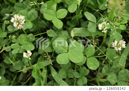 川原の四つ葉 126058142
