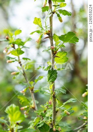 Young Green Leaves and Buds on Gooseberry Bush in Springtime. Garden Plant in Spring Growth. 126058224