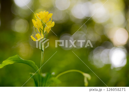 キンラン キンラン 126058271