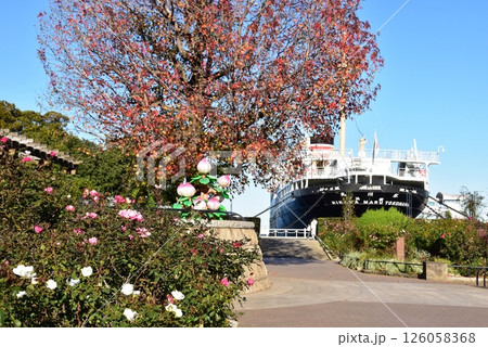 横浜市　山下公園の秋バラと氷川丸 126058368
