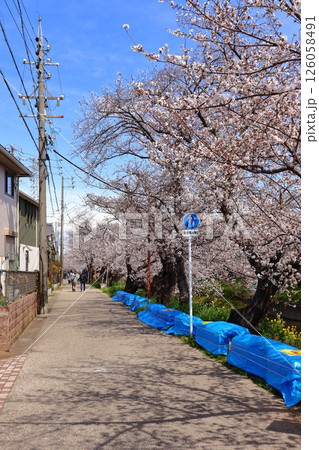 愛知県 五条川の桜と沿線の歩行者専用道路（岩倉市） 126058491