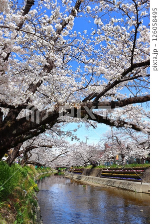 愛知県 五条川の桜(岩倉市) 愛知県 五条川の桜(岩倉市) 126058495