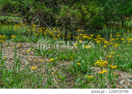 ひっそりと自生する兵庫県丹波市市島町に咲く立金花 126058766