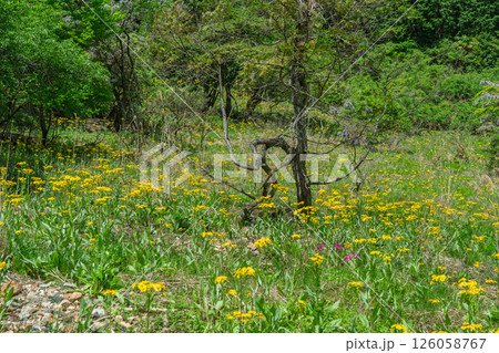 ひっそりと自生する兵庫県丹波市市島町に咲く立金花 126058767