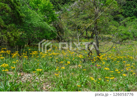 ひっそりと自生する兵庫県丹波市市島町に咲く立金花 ひっそりと自生する兵庫県丹波市市島町に咲く立金花 126058776