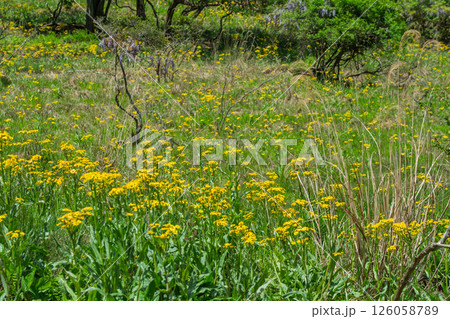ひっそりと自生する兵庫県丹波市市島町に咲く立金花 126058789