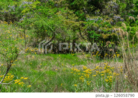 ひっそりと自生する兵庫県丹波市市島町に咲く立金花 126058790