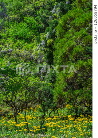 ひっそりと自生する兵庫県丹波市市島町に咲く立金花 ひっそりと自生する兵庫県丹波市市島町に咲く立金花 126058794