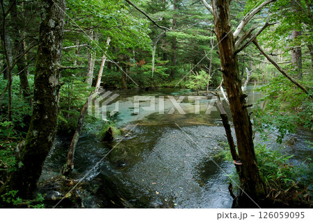 Kamikochi mountain resort area / 上高地の清流・梓川，岳沢湿原エリア 126059095