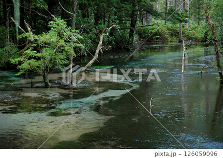 Kamikochi mountain resort area / 上高地の清流・梓川，岳沢湿原エリア 126059096