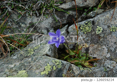 Mountain harebell，Alaska bellflower / イワギキョウの花@上高地 126059214