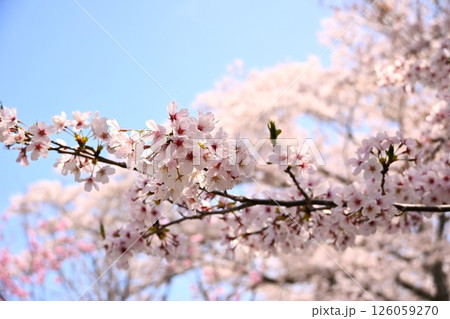 青空に映える満開のサクラ 126059270