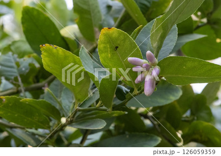 A lemon tree with budding pink flowers and lush green leaves, showcasing early growth stages A lemon tree with budding pink flowers and lush green leaves, showcasing early growth stages 126059359
