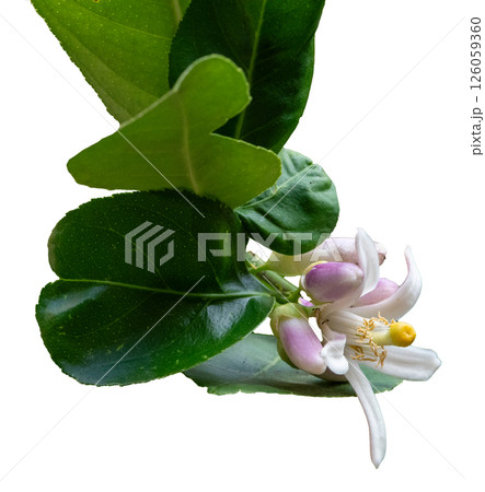 A vibrant lemon blossom with lush green leaves, showcasing delicate white petals and hint of purple, exuding freshness and natural beauty A vibrant lemon blossom with lush green leaves, showcasing delicate white petals and hint of purple, exuding freshness and natural beauty 126059360