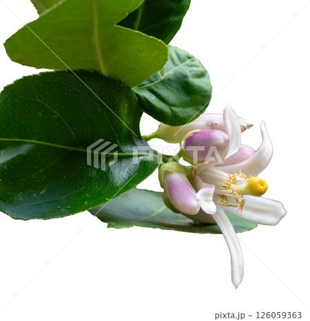 A close up of lemon tree branch with vibrant green leaves and delicate white flowers, showcasing nature beauty 126059363