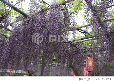 フジ棚　(碧南) 126059464