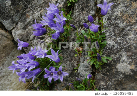 上高地エリアに咲くリンドウの花 126059485