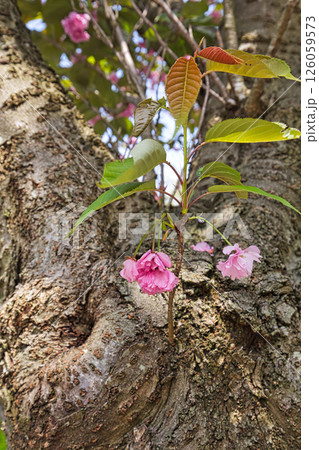 シャクナゲが咲く植物園 シャクナゲが咲く植物園 126059573