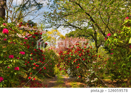 シャクナゲが咲く植物園 126059578