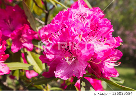 シャクナゲが咲く植物園 126059584