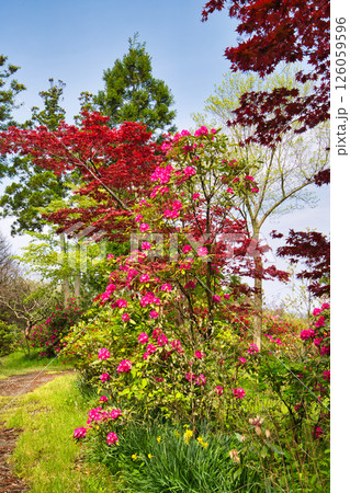 シャクナゲが咲く植物園 シャクナゲが咲く植物園 126059596