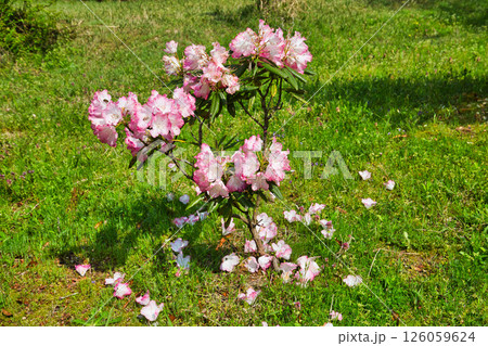 シャクナゲが咲く植物園 126059624