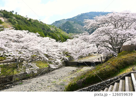 川沿いのさくら 川沿いのさくら 126059639