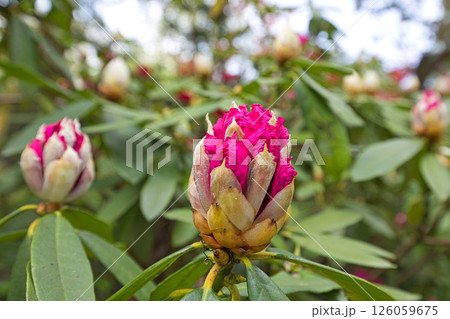 シャクナゲが咲く植物園 126059675