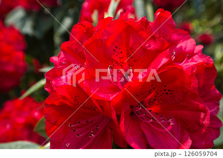 シャクナゲが咲く植物園 126059704