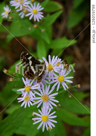 Kamikochi mountain resort area / 上高地の動植物，オオイチモンジ蝶 126059799