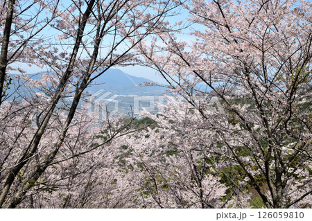 国城山の桜並木(金剛山方面を望む)　【和歌山県橋本市】 126059810