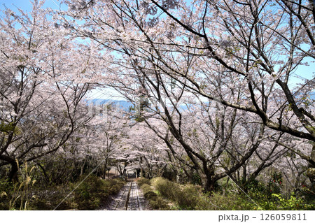 国城山の桜並木(金剛山方面を望む) 【和歌山県橋本市】 国城山の桜並木(金剛山方面を望む) 【和歌山県橋本市】 126059811