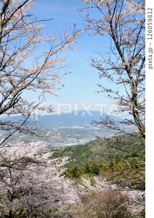国城山の桜並木(金剛山方面を望む)　【和歌山県橋本市】 126059812