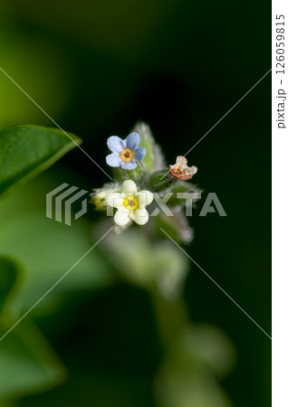 花の色が変化する勿忘草(ミオソティス・ディスカラー:myosotis discolor) 花の色が変化する勿忘草(ミオソティス・ディスカラー:myosotis discolor) 126059815