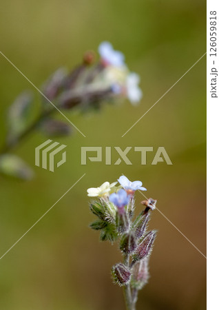 花の色が変化する勿忘草(ミオソティス・ディスカラー:myosotis discolor) 花の色が変化する勿忘草(ミオソティス・ディスカラー:myosotis discolor) 126059818
