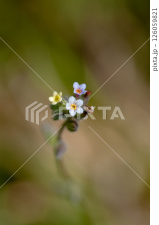 花の色が変化する勿忘草(ミオソティス・ディスカラー:myosotis discolor) 花の色が変化する勿忘草(ミオソティス・ディスカラー:myosotis discolor) 126059821