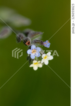 花の色が変化する勿忘草(ミオソティス・ディスカラー:myosotis discolor) 花の色が変化する勿忘草(ミオソティス・ディスカラー:myosotis discolor) 126059823