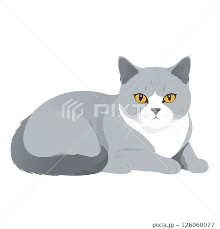 じっと見つめるブリティッシュショートヘア 126060077