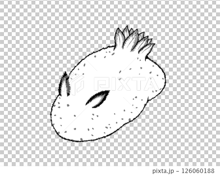 ゴマフビロードウミウシのモノクロイラスト 126060188