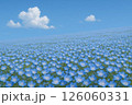 ネモフィラ 花畑 青空 満開 インスタ映え 風景 126060331
