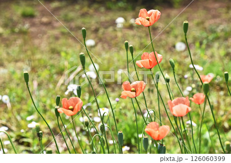 ナガミヒナゲシ（長実雛芥子） 126060399