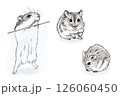 水彩風で描いたジャンガリアンハムスターのいろいろなポーズセット 126060450