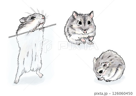 水彩風で描いたジャンガリアンハムスターのいろいろなポーズセット 水彩風で描いたジャンガリアンハムスターのいろいろなポーズセット 126060450