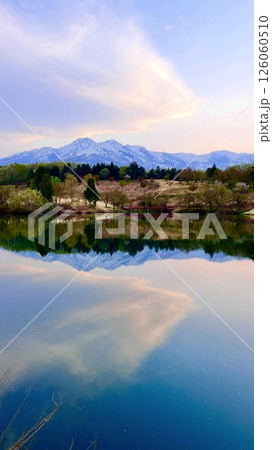 【新潟県】夕暮れの松ヶ峯高原　桜と残雪の妙高山 126060510