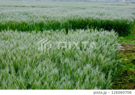 朝露の麦畑 朝露の麦畑 126060706