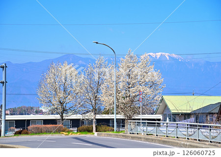 《長野県》春の松本市笹賀 小俣橋から残雪の北アルプスと満開の桜 《長野県》春の松本市笹賀 小俣橋から残雪の北アルプスと満開の桜 126060725